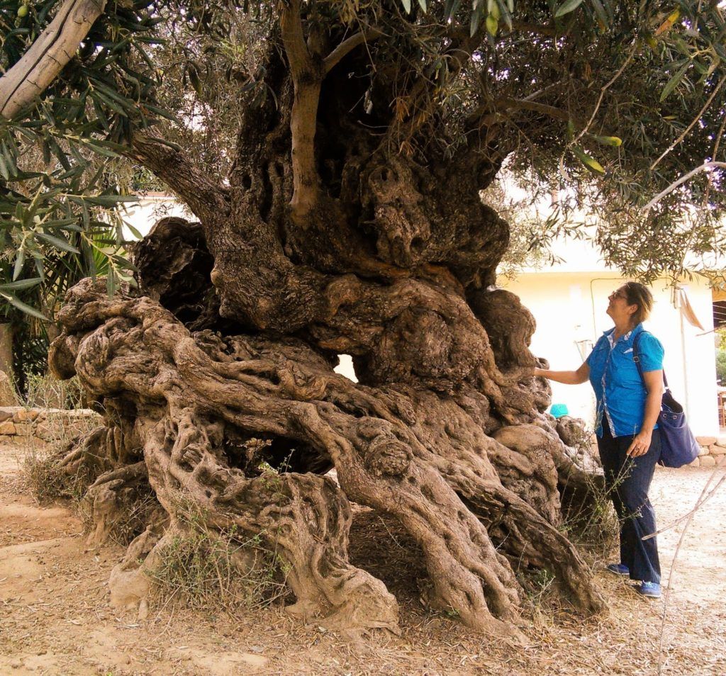 Seeing the old olive tree at Gouves is another one of the ten things to do in Crete that you shouldnt miss
