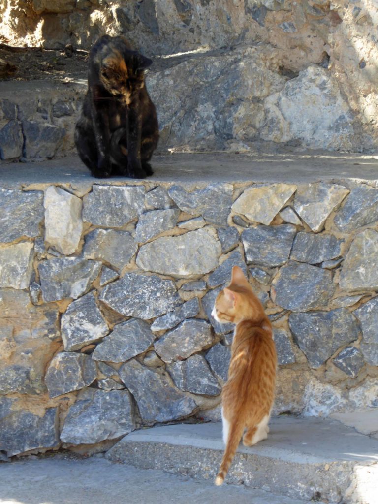 Cats on patrol at the monastery