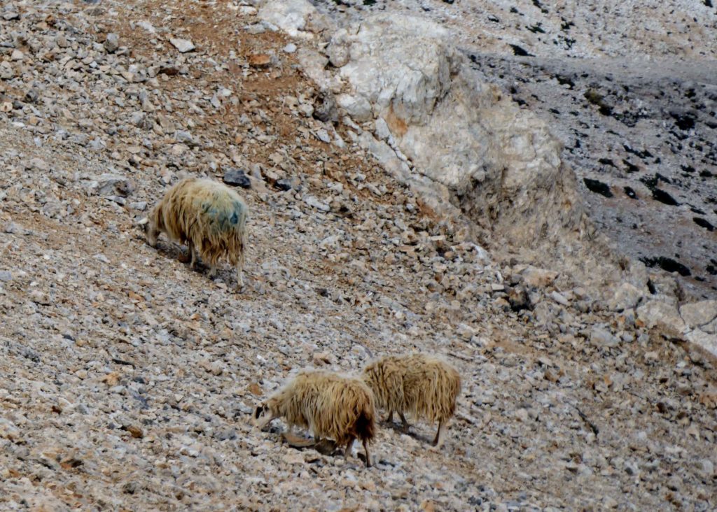Sheep grazing on what? in the midst of the shale and scree on the mountain top